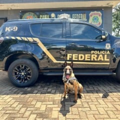 Pol&iacute;cia Federal refor&ccedil;a Canil Regional em Gua&iacute;ra com nova integrante vinda da Alemanha