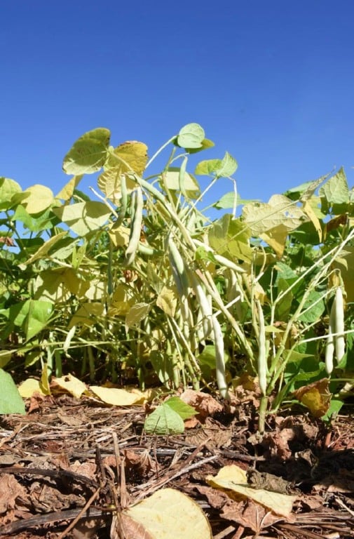 Descubra a importância do feijão na cultura alimentar brasileira e sua relevância no sistema agrícola nacional - Foto: Ilustrativa/Embrapa