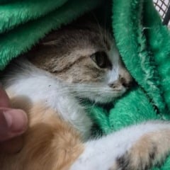 Polícia prende mulher que arremessou gata do 12º andar de prédio no Paraná