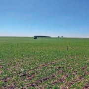 Agricultura regenerativa entra em nova fase e exige comprovação