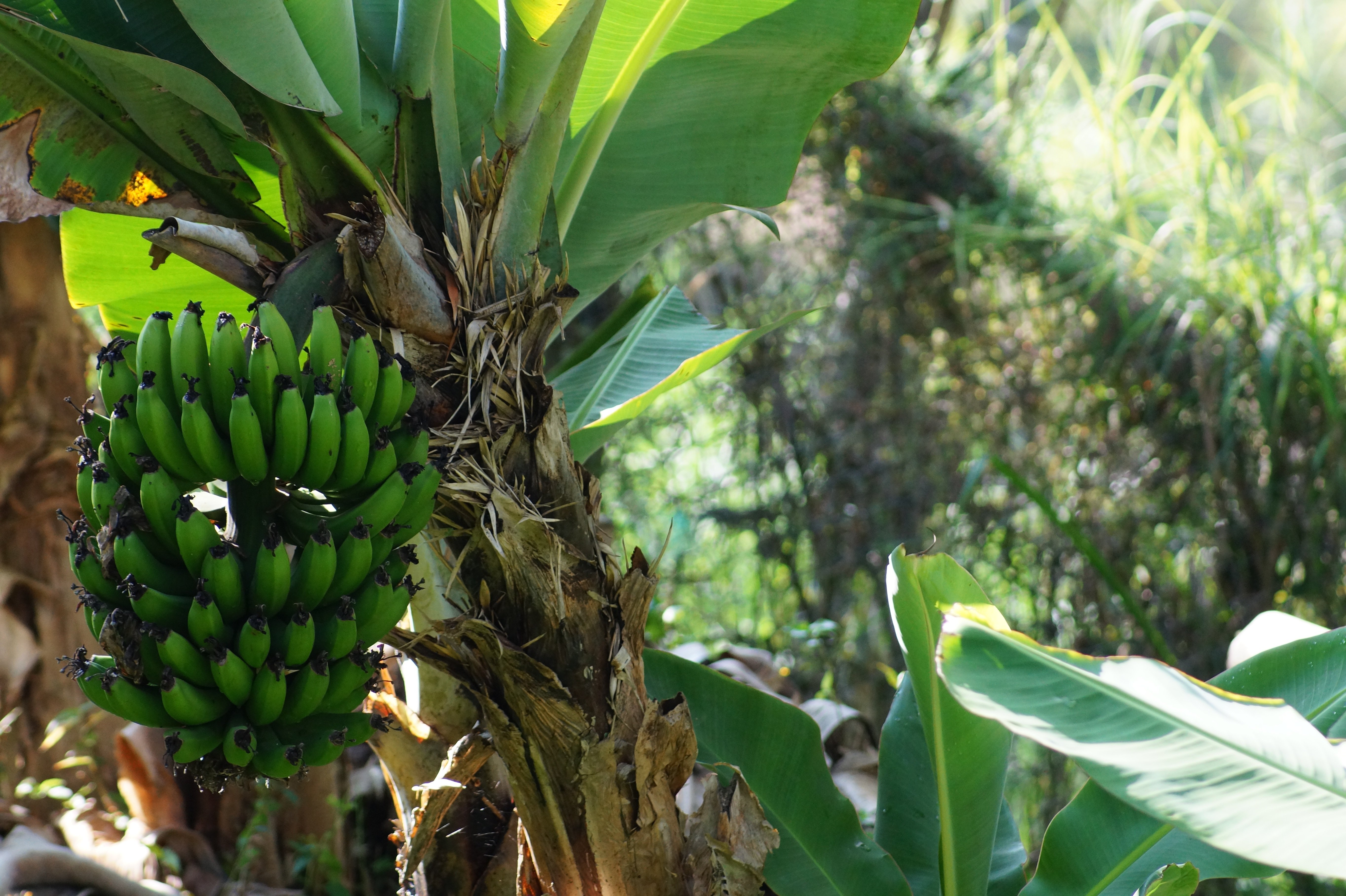 PIB mundial da banana é maior do que o PIB da soja no Brasil, diz auditor fiscal do MAPA