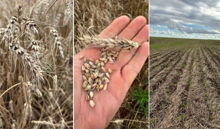 Chuva atrasa o plantio da soja e atrapalha do trigo no Paraná