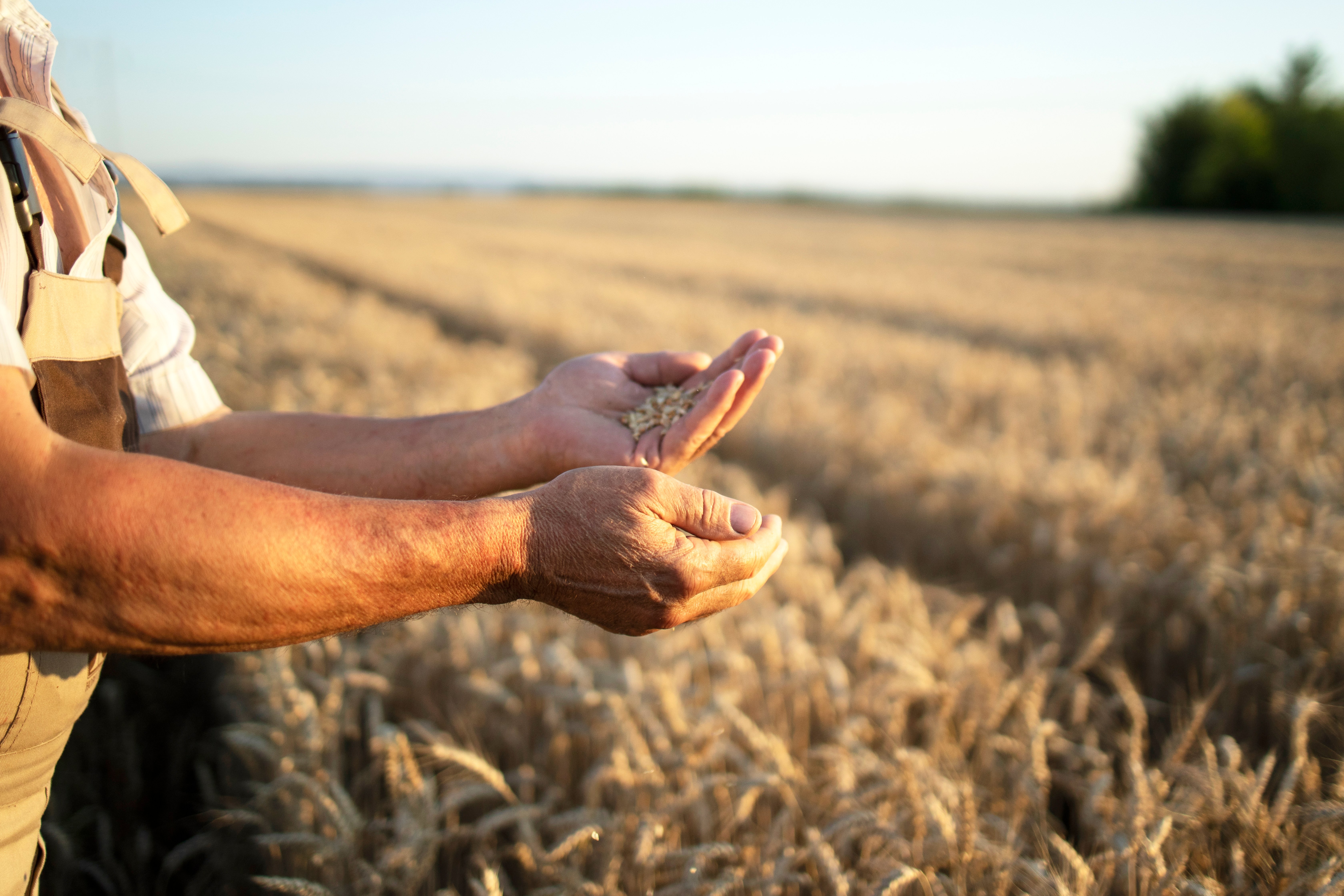 Nova lei fortalece o seguro rural e amplia proteção ao produtor