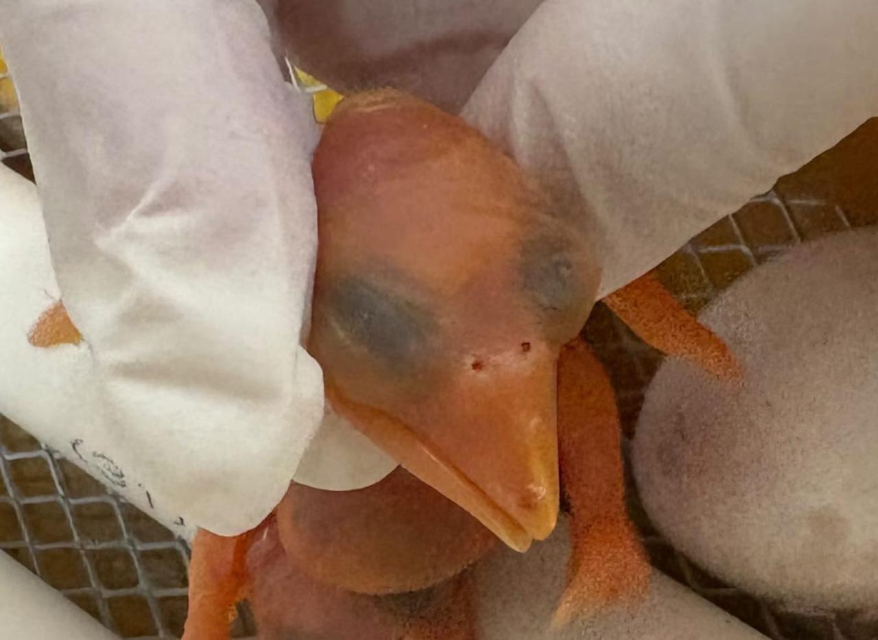 Oito aves nascem de ovos apreendidos pela Receita Federal em Foz do Iguaçu