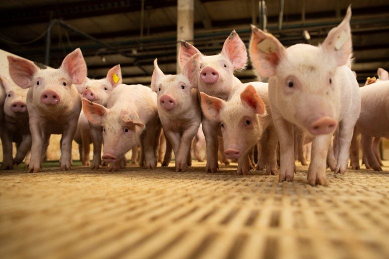 Mercado de suínos apresenta sinais de recuperação e amplia perspectivas