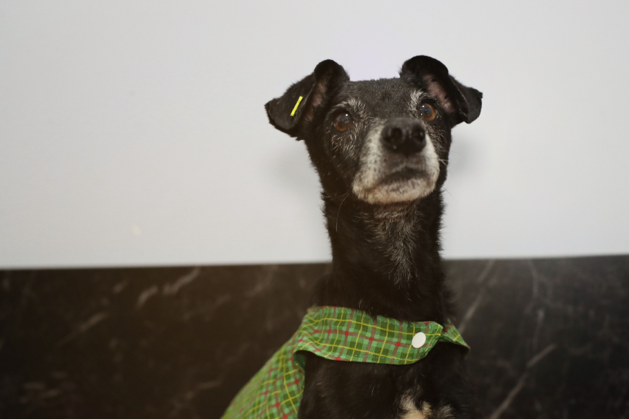 Prefeitura de Cascavel busca voluntários para acolher cães e gatos vítimas de maus-tratos