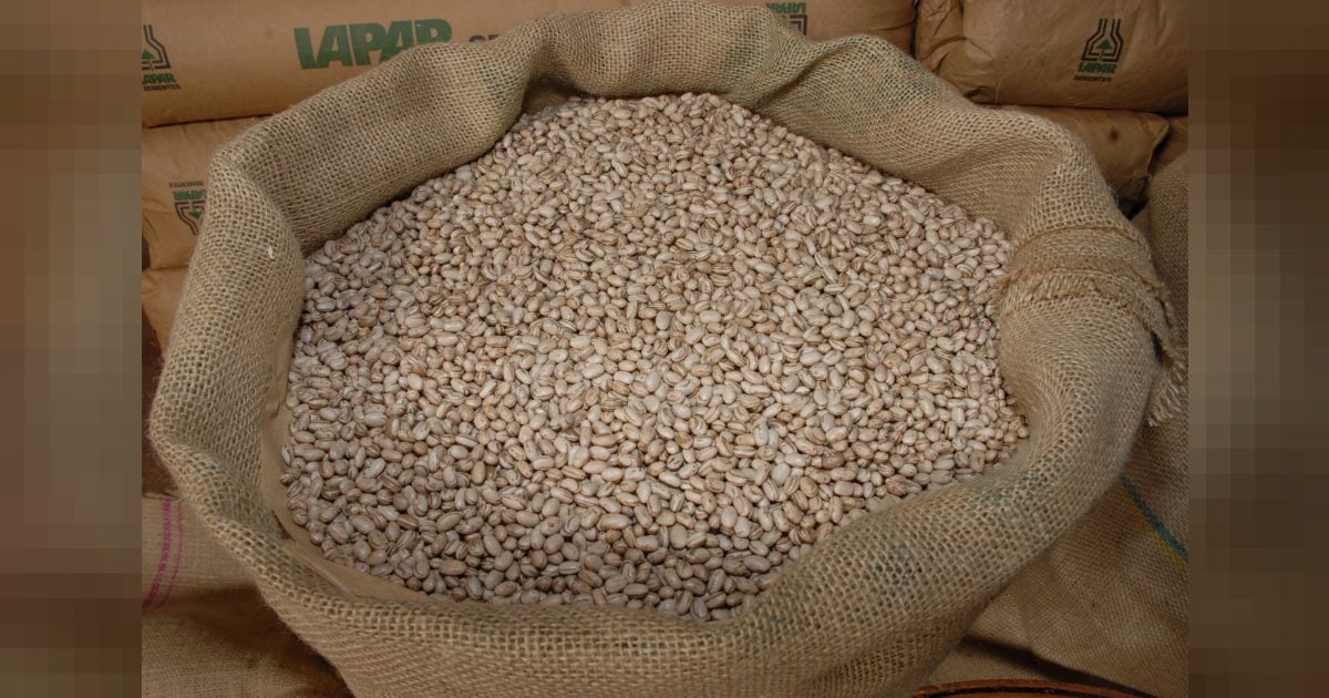 Baixa produção e clima devem manter pressão sobre preços do feijão até 2027