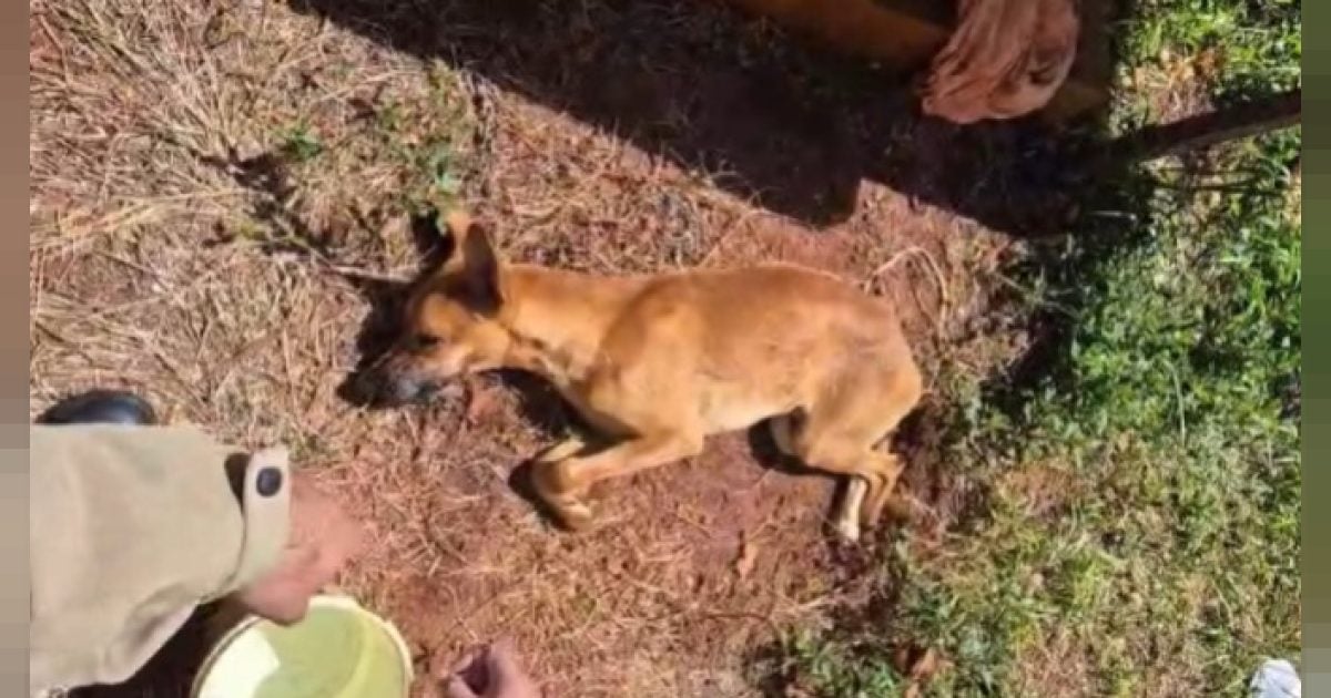 Cachorro é encontrado acorrentado, sem água e comida, e homem é preso por maus-tratos em Cascavel