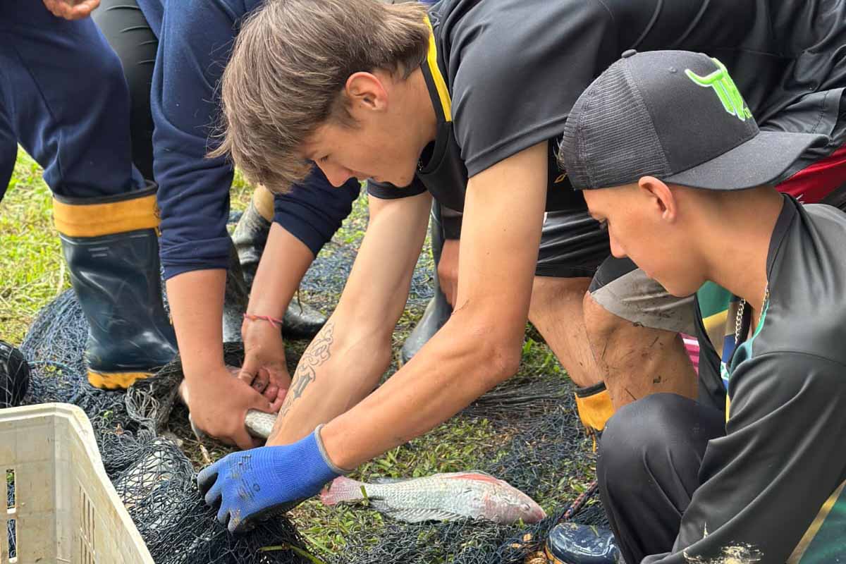 Quase uma tonelada de tilápia: colégio agrícola de São Mateus do Sul é pioneiro na piscicicultura